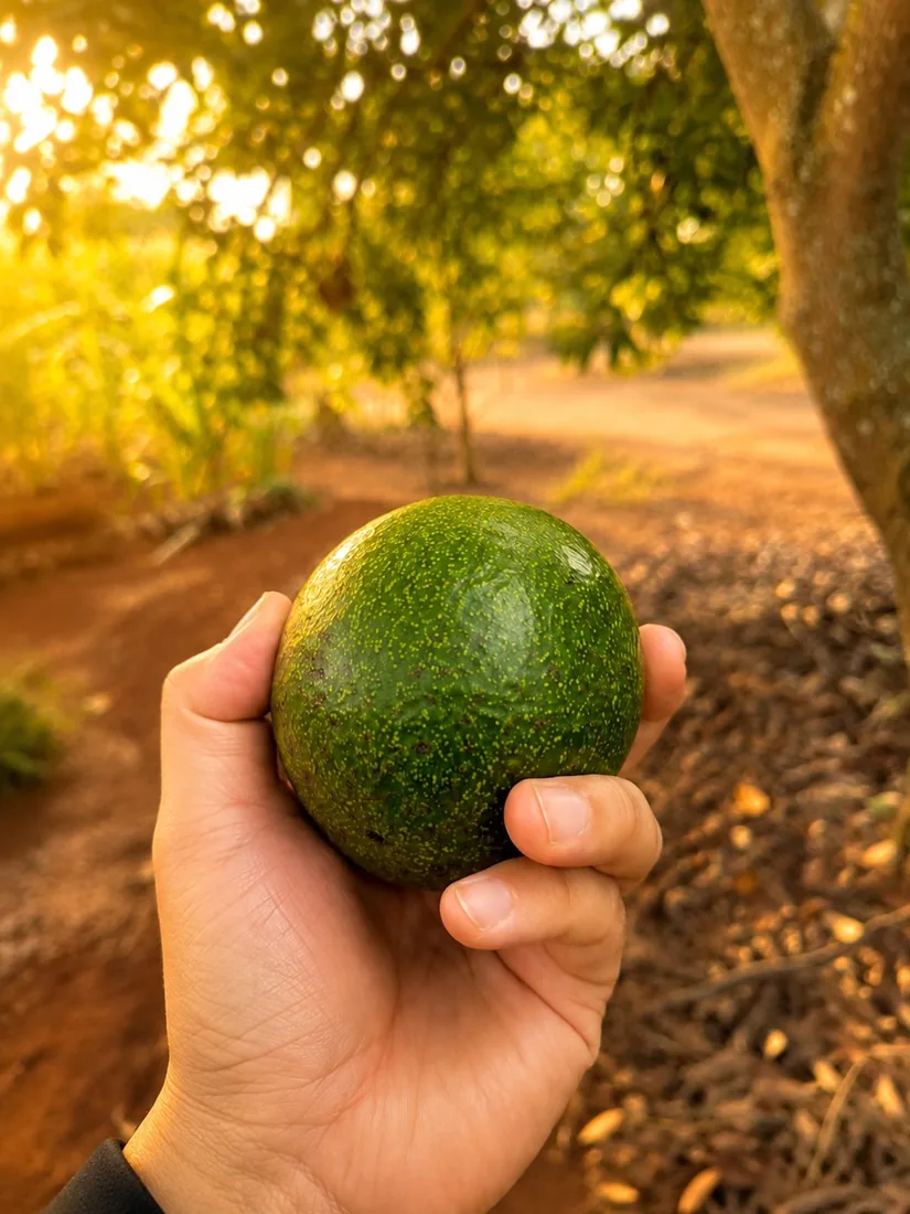 Booth 7 avocado